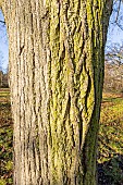 Large-Leaved Linden (Tilia platyphyllos)