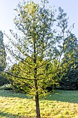 California nutmeg (Torreya californica)