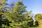 Eastern White Pine (Pinus strobus) Louie