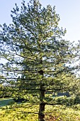 Eastern White Pine (Pinus strobus) Louie
