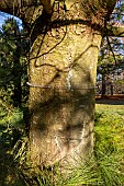 Eastern White Pine (Pinus strobus) Louie