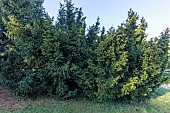 English Yew (Taxus baccata) Repandens Aurea