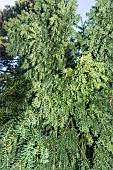 English Yew (Taxus baccata) Repandens Aurea