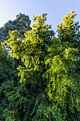 English Yew (Taxus baccata) Repandens Aurea