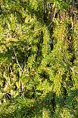 Norway Spruce (Picea abies) Ellwangeriana