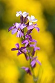 Erysimum scoparium, endemnica species of the Cañadas del Teide, Tenerife. Teide National Park, a World Heritage Site. Canary Islands.