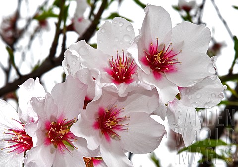 Almond_blossom_Prunus_dulcis_Teneriffe_Canary_Islands