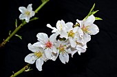 Almond blossom (Prunus dulcis). The almond tree is one of the few fruit trees that does not need humid climatic conditions, which is why it is frequent in the southwest of the island of Tenerife, the area most affected by the absence of rain. Canary Islands.