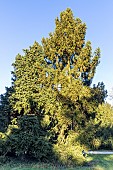 Siberian spruce (Picea obovata) and Norway spruce (Picea abies) Ellwangeriana