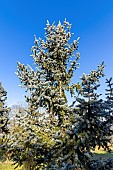 Engelmann spruce (Picea engelmannii) Glauca