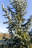Engelmann spruce (Picea engelmannii) Glauca