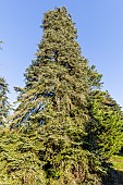 Syrian Fir (Abies cilicica)