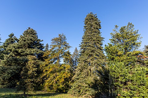 Syrian_Fir_Abies_cilicica_and_Greek_Fir_Abies_cephalonica