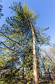 Bhutan pine (Pinus wallichiana)