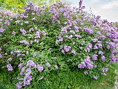 Common lilac (Syringa vulgaris) Léon Simon Lemoine (FRA) 1888