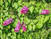 Common lilac (Syringa vulgaris) Mrs Edward Harding