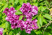 Common lilac (Syringa vulgaris) Mrs Edward Harding