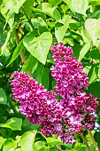 Common lilac (Syringa vulgaris) Mrs Edward Harding