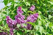 Early Flowering Lilac (Syringa hyacinthiflora) Montesquieu Lemoine (FRA) 1926