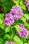 Early Flowering Lilac (Syringa hyacinthiflora) Montesquieu Lemoine (FRA) 1926