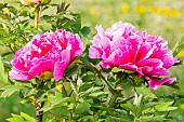 Japanese tree Peony (Paeonia suffriticosa) Shiken Den