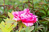 Peony (Paeonia suffriticosa) Reine Elisabeth Breeder : Casaretto (ITA) 1846