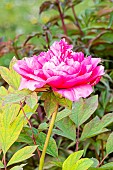 Peony (Paeonia suffriticosa) Reine Elisabeth Breeder : Casaretto (ITA) 1846
