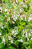 White Comfrey (Symphytum tuberosum)