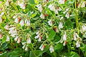 White Comfrey (Symphytum tuberosum)
