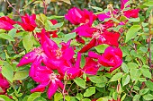 China rose (Rosa chinensis) Sanguinea