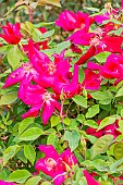 China rose (Rosa chinensis) Sanguinea