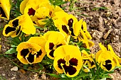 Pansy (Viola x wittrockiana) Macule Jaune