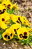 Pansy (Viola x wittrockiana) Macule Jaune