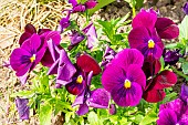 Pansy (Viola x wittrockiana) Unicolor Purple