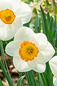 Large-Cupped Daffodil (Narcissus) Flower Record
