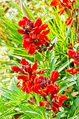 Wallflower (Erysimum cheiri) Grand Mélange Red King