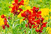 Wallflower (Erysimum cheiri) Grand Mélange Red King