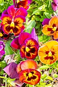 Pansy (Viola x wittrockiana) Rouge Clair