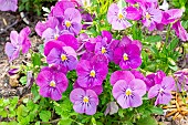 Horned Pansy (Viola cornuta) Halo Purple, Sorbet Rose Blotch Viola
