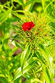Sweet William (Dianthus barbatus) Scarlet Beauty