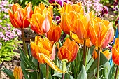 Prinses Irene Triumph Tulip
