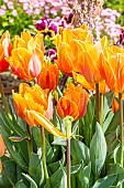 Prinses Irene Triumph Tulip