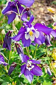 Columbine (Aquilegia vulgaris) William Guiness