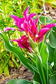 Lilly Flowering Tulip Burgundy