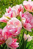 Foxy Foxtrot double early Tulip