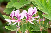 Scented geranium (Pelargonium) ?Grace Thomas