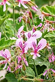 Scented geranium (Pelargonium) ?Grace Thomas