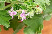 Scented geranium (Pelargonium) Ocean Wave