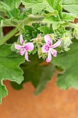 Scented geranium (Pelargonium) Ocean Wave