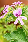 Scented geranium (Pelargonium) Ocean Wave